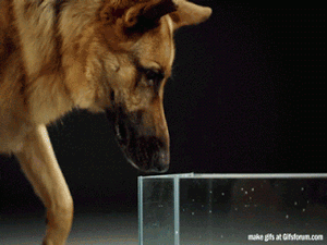 Como um cachorro bebe água Como um cachorro bebe água