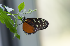 Cockrell Butterfly Center 11 copy