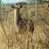 Chasewater march2010