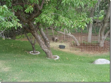 goat fence Dian timpanalley