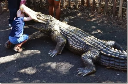 crocodile crocodile