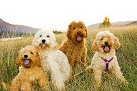 labradoodles on a hike