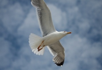 1254333_flying_seagull_4
