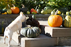 Francesca, if you're going to mention Halloween costumes, I have to tell you that the latest creations from PetSmart are already here!