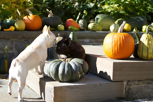 Francesca, if you're going to mention Halloween costumes, I have to tell you that the latest creations from PetSmart are already here!