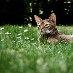 Abessinierkatze Lena