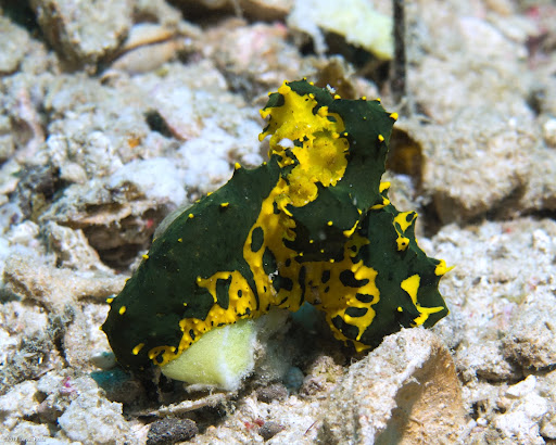 P7034446