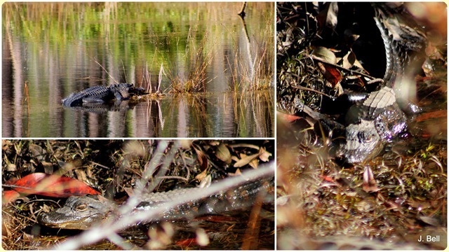 71 Okefenokee NWR 2012-1327