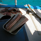 Dorade