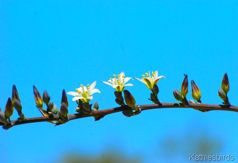 5. yucca blossoms-kab