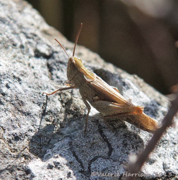 [8-grasshopper2.jpg]