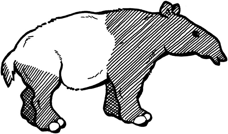 [tapir%2520colorear%25202%25201%255B3%255D.jpg]