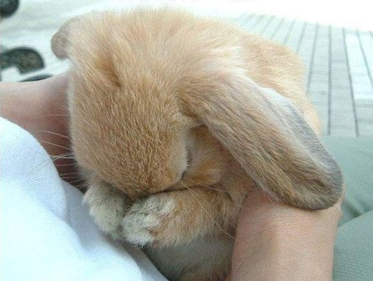 [animals-worried-face-33%255B2%255D.jpg]