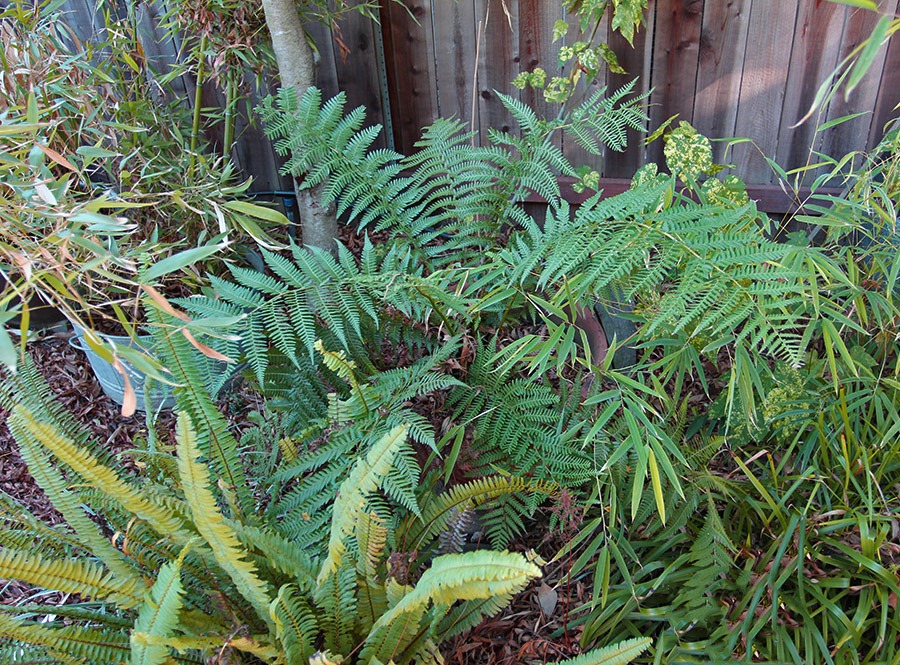 [120116_Dicksonia_antartica%255B3%255D.jpg]