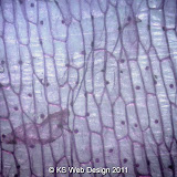 Microscope