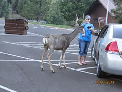Deer in State Park 10