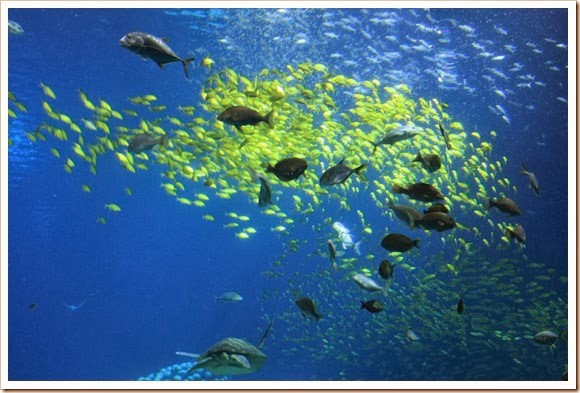 珠海橫琴長隆海洋王國_海洋奇觀_17