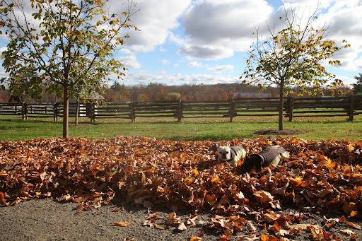 Now she shows up!  Franny, if you want to enjoy this leaf pile, then you should have shared in the labor.  Scram!