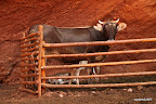 Cow and calf in front of red stone facade