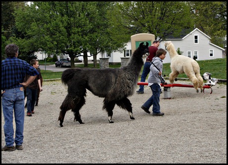 Los Llameros de St Paris, 4H, Llamas