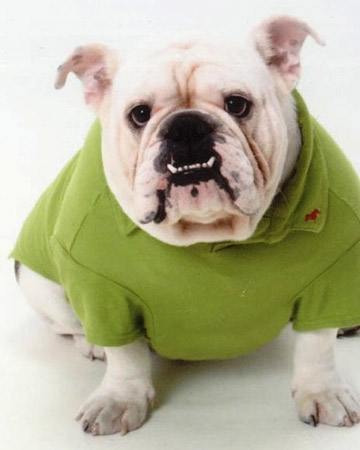 Bubba - Baltimore, MD. 
While some dogs may look nice in a toad colored frock, best they avoid a toad to pooch encounter.