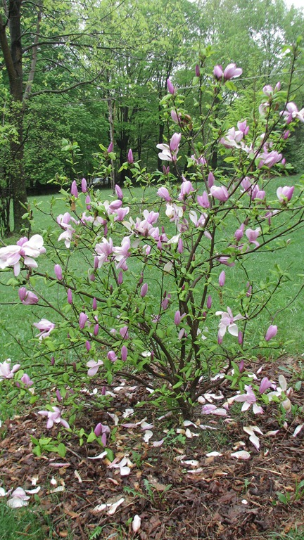 [magnolia%2520bush%255B3%255D.jpg]