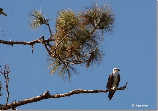 Myakka osprey 152 Myakka osprey 152