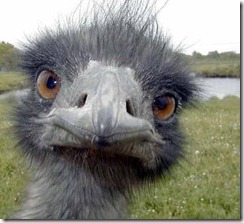 ostrich