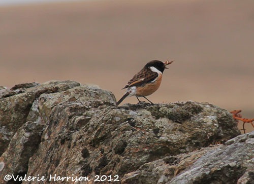 [50-stonechat-and-emperor%255B2%255D.jpg]