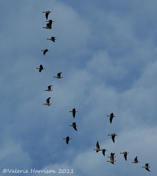[1-geese%255B2%255D.jpg]