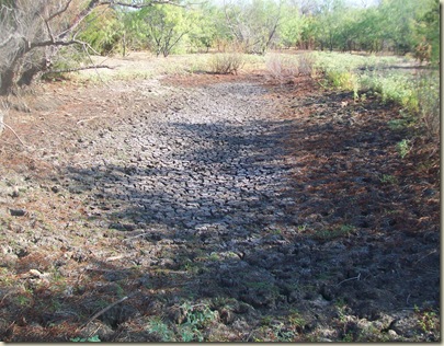 fall potatoes-3 ponds- bees 045