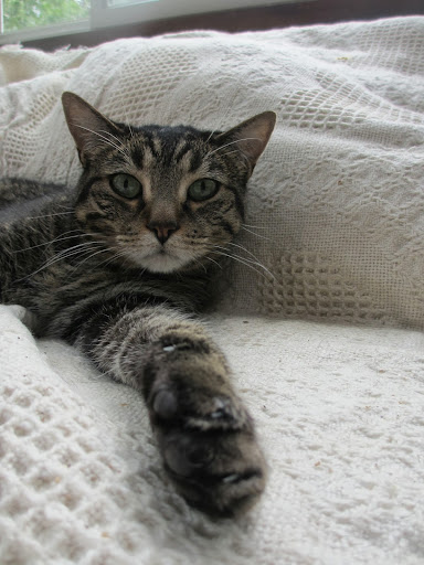 Avoid blankets in outdoor shelters—they absorb moisture like a sponge. Use straw to insulate! Photo: Pia Salk Avoid blankets in outdoor shelters—they absorb moisture like a sponge. Use straw to insulate! Photo: Pia Salk
