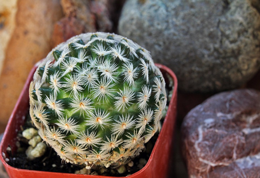 [110804_Mammillaria-crinita-duweii_03%255B2%255D.jpg]
