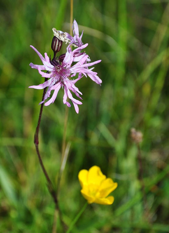 [Ragged%2520Robin%255B6%255D.jpg]