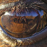 Close up of a camel eye.  Sand dunes, a small oasis, and I are visible in the reflection.
