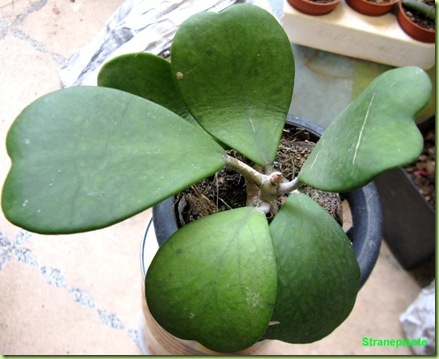 Hoya kerrii