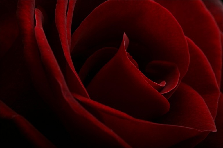 [red-roses%255B5%255D.jpg]