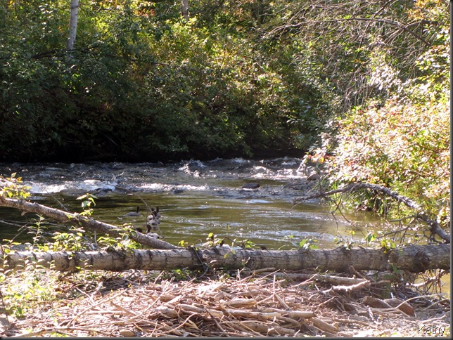 Mergansers in the creek