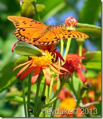 South Padre Birding Center 044