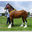 Shire 013.jpg