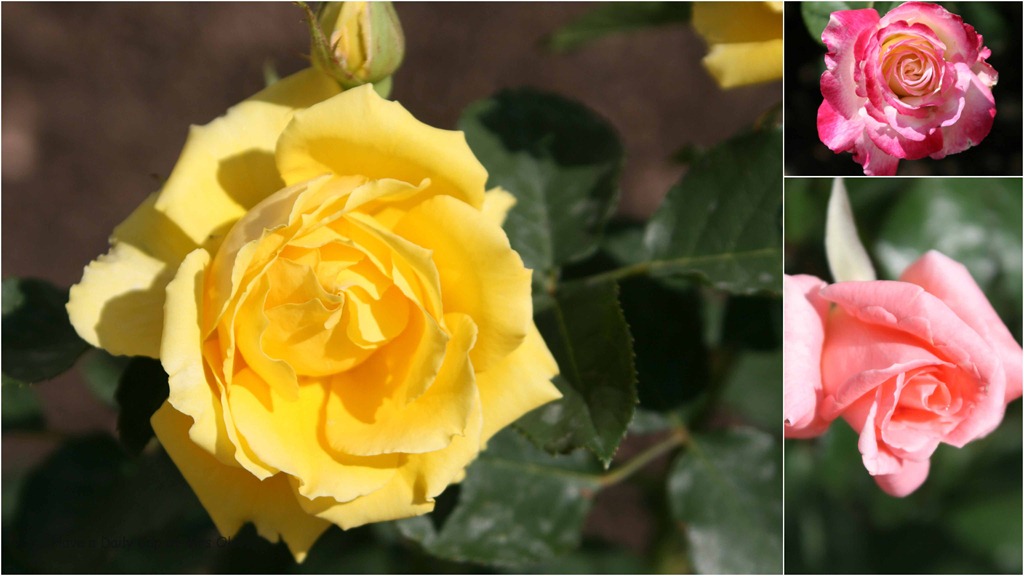 [2012-05-19%2520waterfall%2520and%2520roses%255B8%255D.jpg]