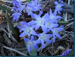 scilla