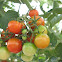 Tomato