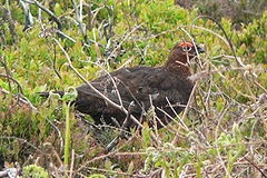 Red Grouse