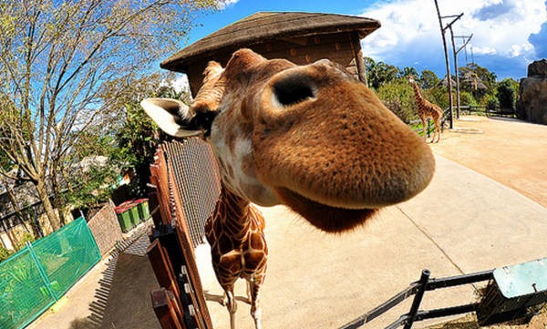4- Girafa 4- Girafa