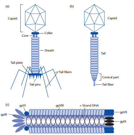 Bacteriophages structures of (a) T4, (b) lambda and (c) M13.