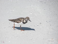 Florida Siesta key shorebird