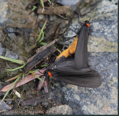 red-necked-footmen