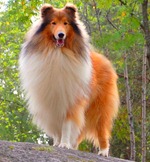 collie (1)