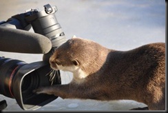 Otter with video camera on ice (resized)